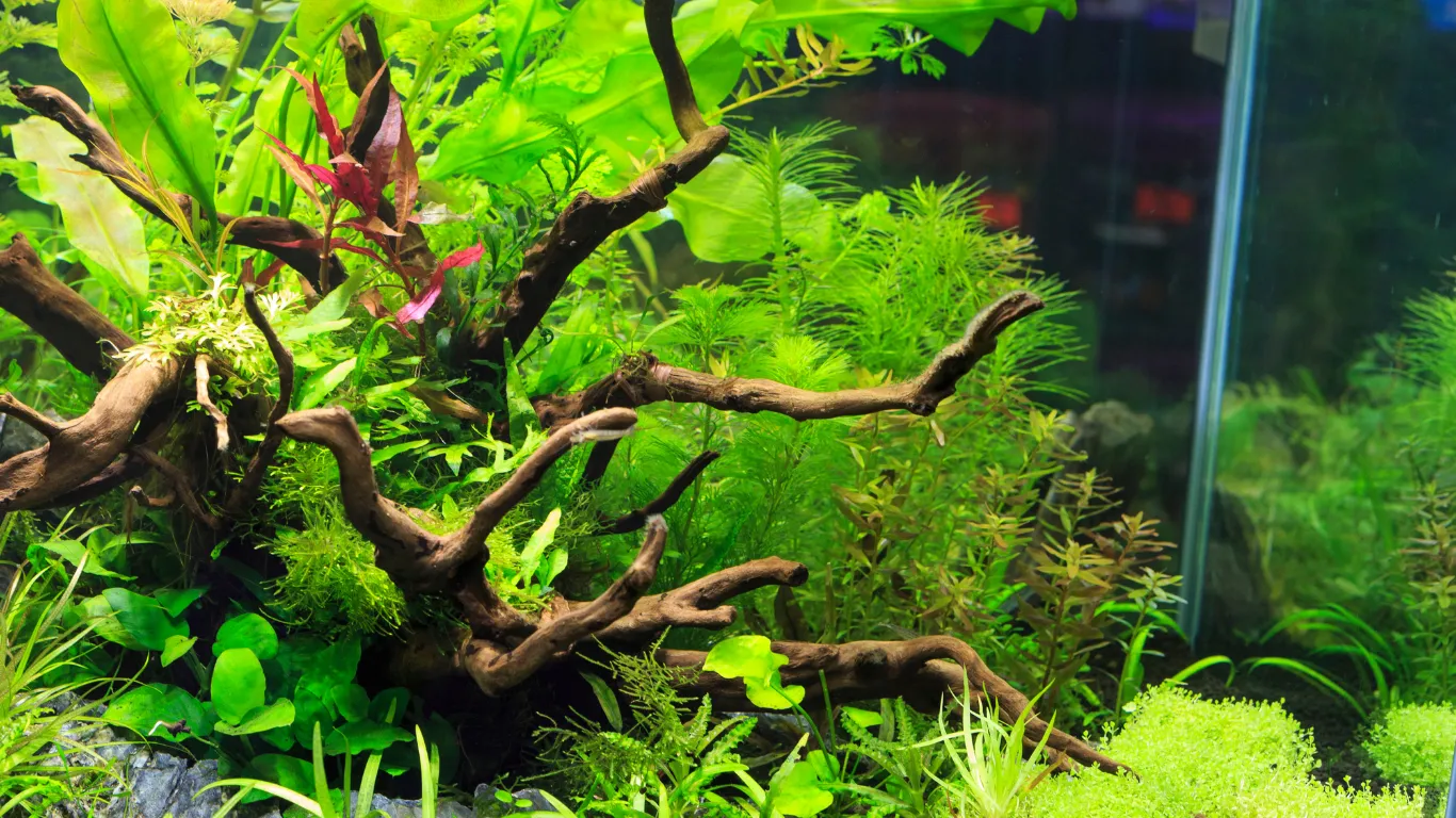 The BEST BBQ Chicken Pizza