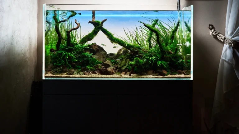 Mastering the Art of Aquascaping: Essential Tips for a Stunning Aquarium