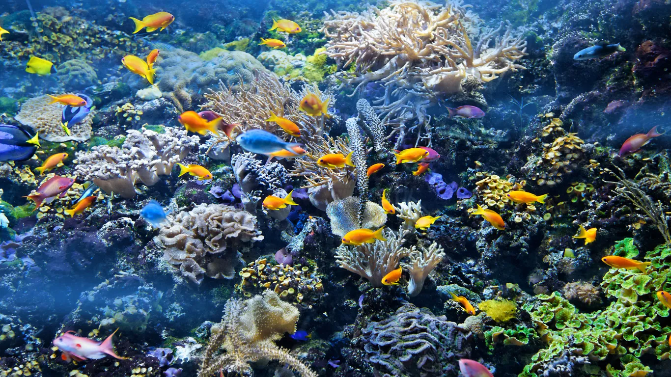 French Buttercream Macarons