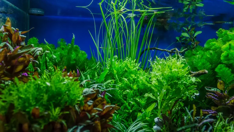 Rare and Unusual Aquarium Plants for the Ultimate Aquascaping Challenge