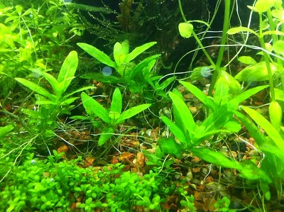 Smoky Chipotle Burger Patties